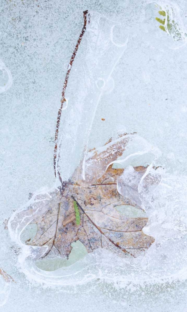 Canada, Quebec Silver maple leaf caught in ice art print by Gilles Delisle for $57.95 CAD